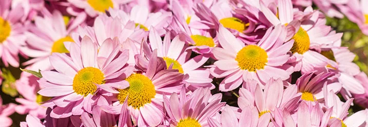 Viele rosa Margeriten mit gelber Mitte
